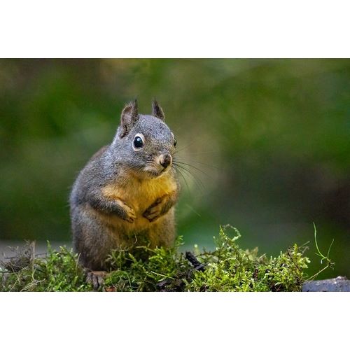 Horton, Janet 아티스트의 Douglas Squirrel standing on back paws on a moss-covered log작품입니다.